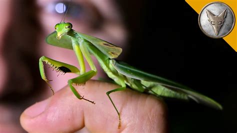 Adventurous Nature Host Lets a Leaf Mantis Dig Its Spiky Forelegs Into ...