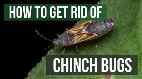 How to Get Rid of Chinch Bugs (4 Easy Steps) - YouTube