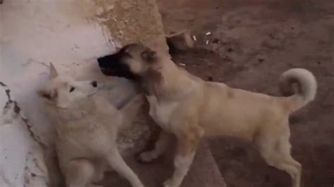 KaNGaL vs Wolf - War of the Puppies - YouTube