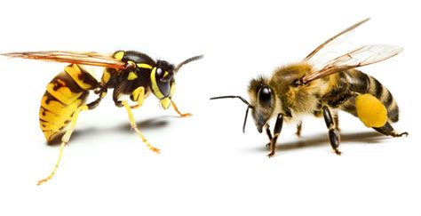 Yellow Jackets Vs. Honey Bees – Comparison Guide Bee Professor