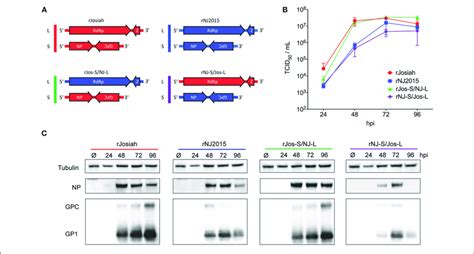 | Characterization of NJ2015 and 2 strains produced by reassortment of... | Download Scientific ...