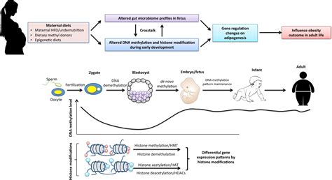 Epigenetics Examples