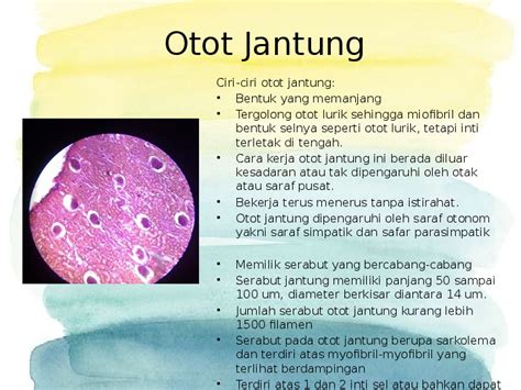 (PPT) Otot Jantung