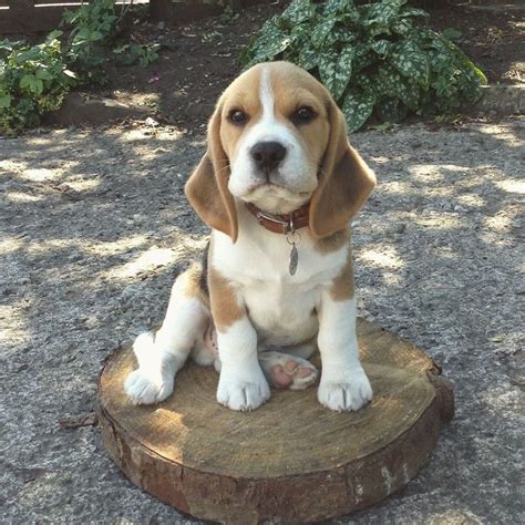 ♥Two Doggies Playing♥ [DogTV] | Beagle Planet | Beagle puppy, Beagle dog, Cute puppies