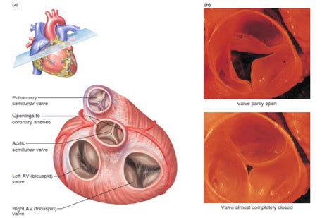 dr.knowledge: anatomy of the heart