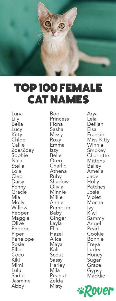 We've rounded up the top 100 female names for cats and kittens! | Katzen namen, Lustige ...