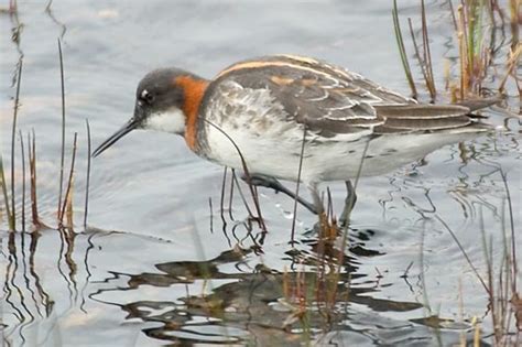 Red-necked Phalarope - Phalaropus lobatus