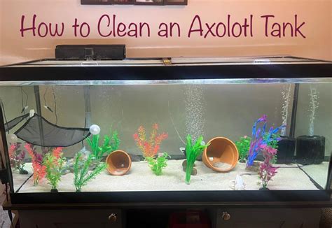 How to Clean an Axolotl Tank (The Easy Way) - PetHelpful