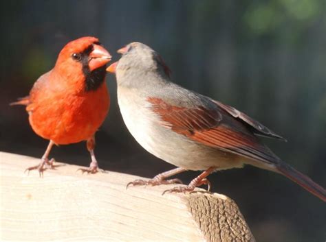 A male cardinal feeding his mate. | Cardinal couple, Male bird, Northern cardinal