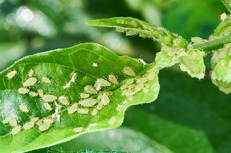 Is it Aphids? • Kiwi Nurseries Ltd