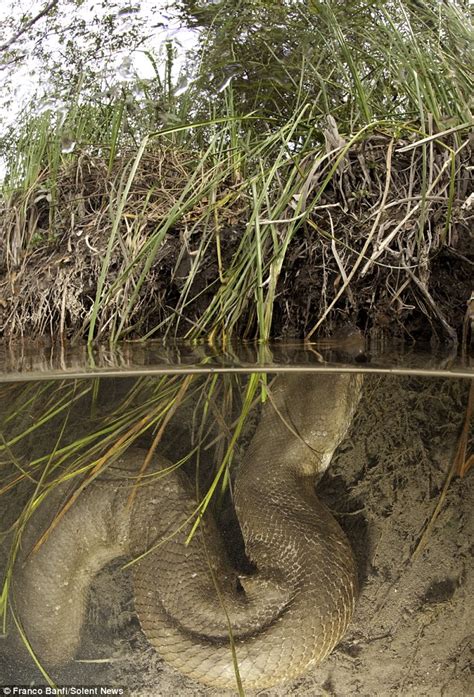 DITEMUKAN ULAR ANACONDA RAKSASA DI HUTAN AMAZON BRAZIL | Infomu