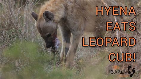 Hyena eats leopard cub! - YouTube