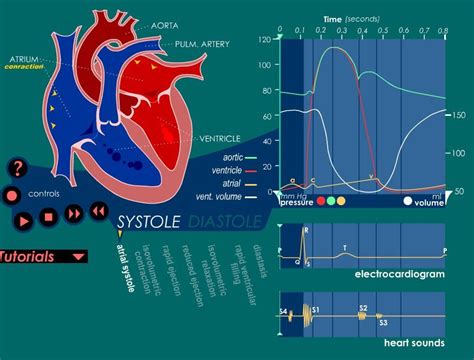 Discover the Intricate Process of Blood Flow in the Human Heart