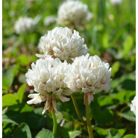 White Dutch Clover Seed: Nitro-Coated & Inoculated | Seed World