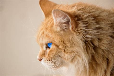 Red Ragdoll Cat Price And Characteristics Revealed! - Ragdollcare