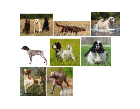 Sporting Dog Breeds Quiz