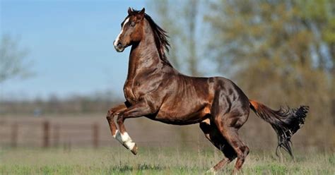 Thoroughbred Horse Information and Pictures - PetGuide | PetGuide