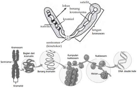 Kromosom (Fungsi dan Bagian Kromosom, Gambar, Bentuk, Tipe, dan Jumlah Kromosom)