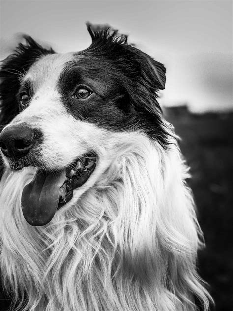 Easy Border Collie Grooming Tips - Sharda Bakers Dog World