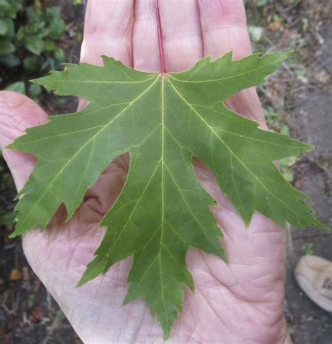 Maples - Tree Guide UK - Maple tree identification