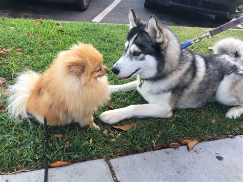 Lola ️Chief Pomeranian ️Husky | 포메라니안