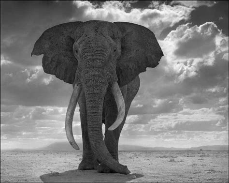 Nick Brandt - Elephant Statue For Sale at 1stDibs