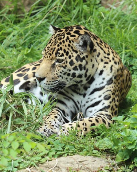 50,000 Acres Taken from Jaguar Habitat in Court Ruling - The Animal ...