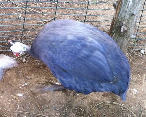 Guinea Fowl Colors : 7 Types Guinea Fowl With Various Beautiful Colors