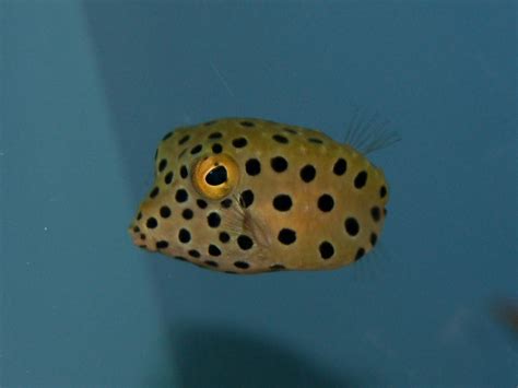 The Online Zoo - Yellow Boxfish