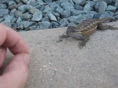 Feeding Wild Lizards 1 - YouTube