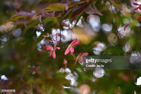 92 Japanese Maple Seeds Stock Photos, High-Res Pictures, and Images - Getty Images