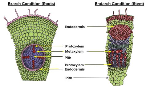 In stems, the protoxylem lies towards the and the metaxylem lies towards the of the organ.