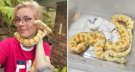 Relief as pet python finally found after three-week search in popular Aussie suburb