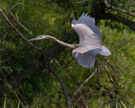 Great Blue Heron in flight | Shutterbug