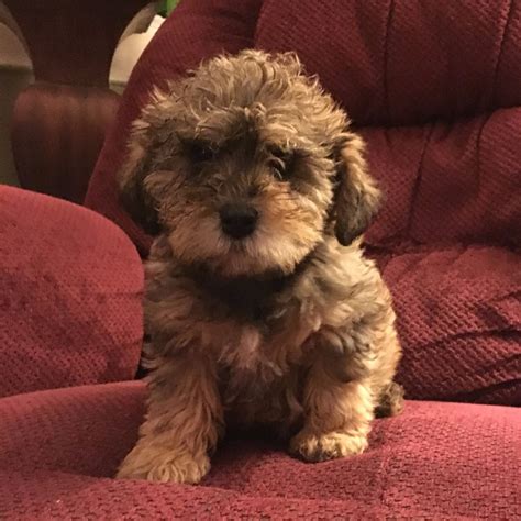 Puppies for sale - Schnoodle (all sizes), Schnoodles - ##f_category ...