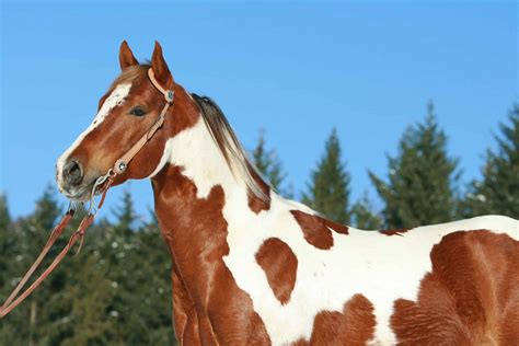 American Paint Horse Facts You Might Not Have Known