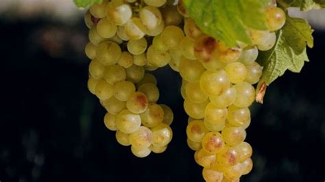 Bunches of Moscato, Moscato d'Asti, Moscato Bianco characteristics | Grapes, Moscato, Wine guide