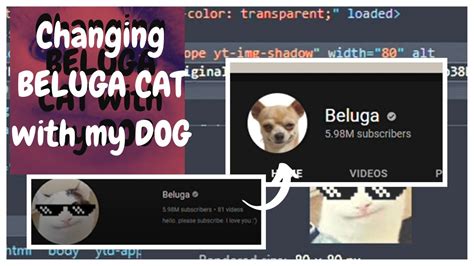 Changing @Beluga CAT with my DOG 🐶 - YouTube