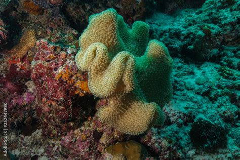 Coral reef at the Maldives Stock Photo | Adobe Stock