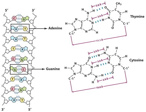 Base Pairing in DNA and Hydrogen Bonding