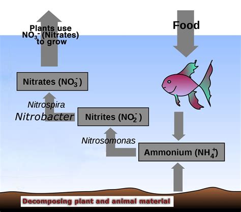 Nitrogen Cycle in a Marine Saltwater Aquarium