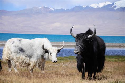 Yak Pictures - AZ Animals