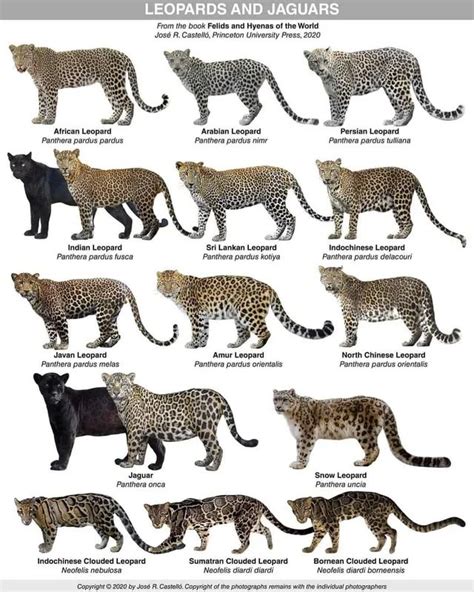 the different types of leopards and jaguars are shown in this chart ...