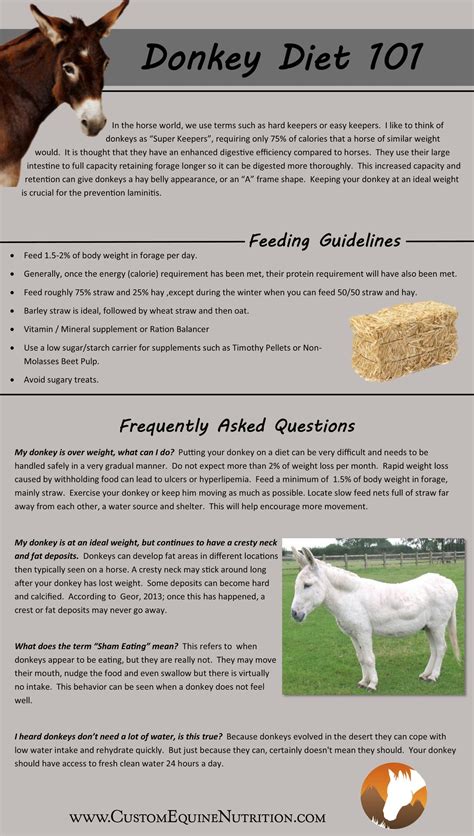 Donkey Diets 101 – Custom Equine Nutrition