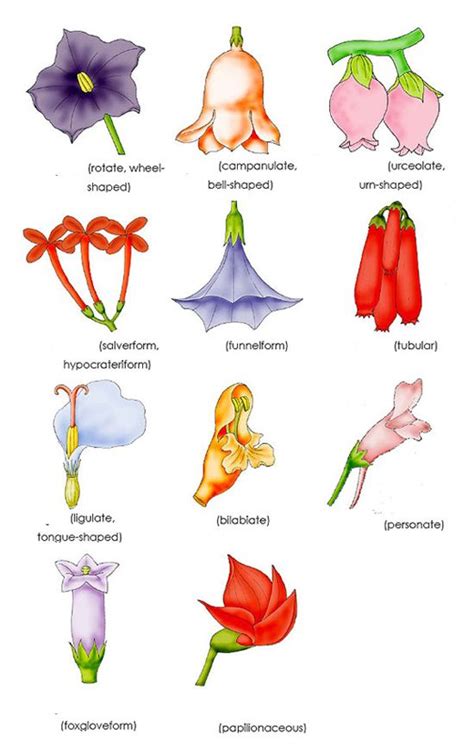 Flower Shapes Types of Flowers | Types of flowers, Flower shape, Parts of a flower