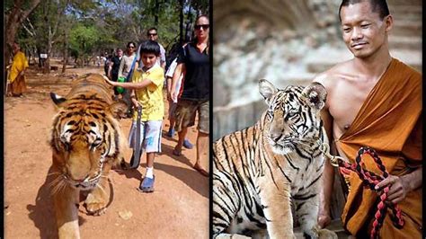 In Thailand, a close encounter with tigers (see pics) – India TV