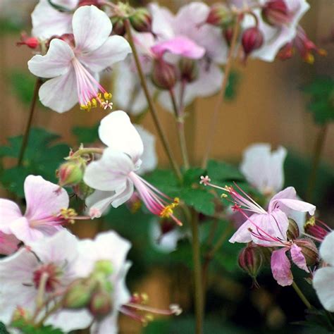 Biokovo Geranium, Cranesbill | American Meadows