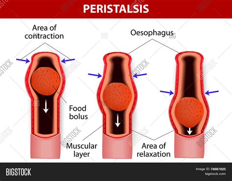 Peristalsis. Vector & Photo (Free Trial) | Bigstock