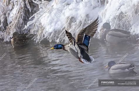 Duck landing on water with ducks at a snowy shoreline; — travel, wild ...