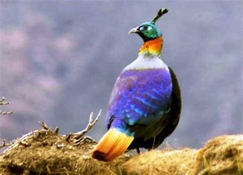 Fascinating Wildlife of Nepal - Mosaic Adventure